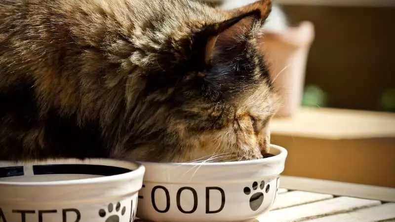 Wprowadzenie do zdrowego żywienia kotów