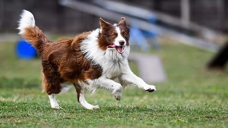 Sport w terapii problemów behawioralnych psów